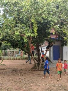 This is the guava tree that the kids would climb to get the guava